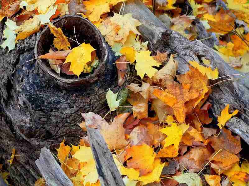 哈尔滨应用职业技术学院校花郑星榆