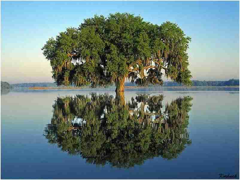 南京中医药大学翰林学院校花方星榆
